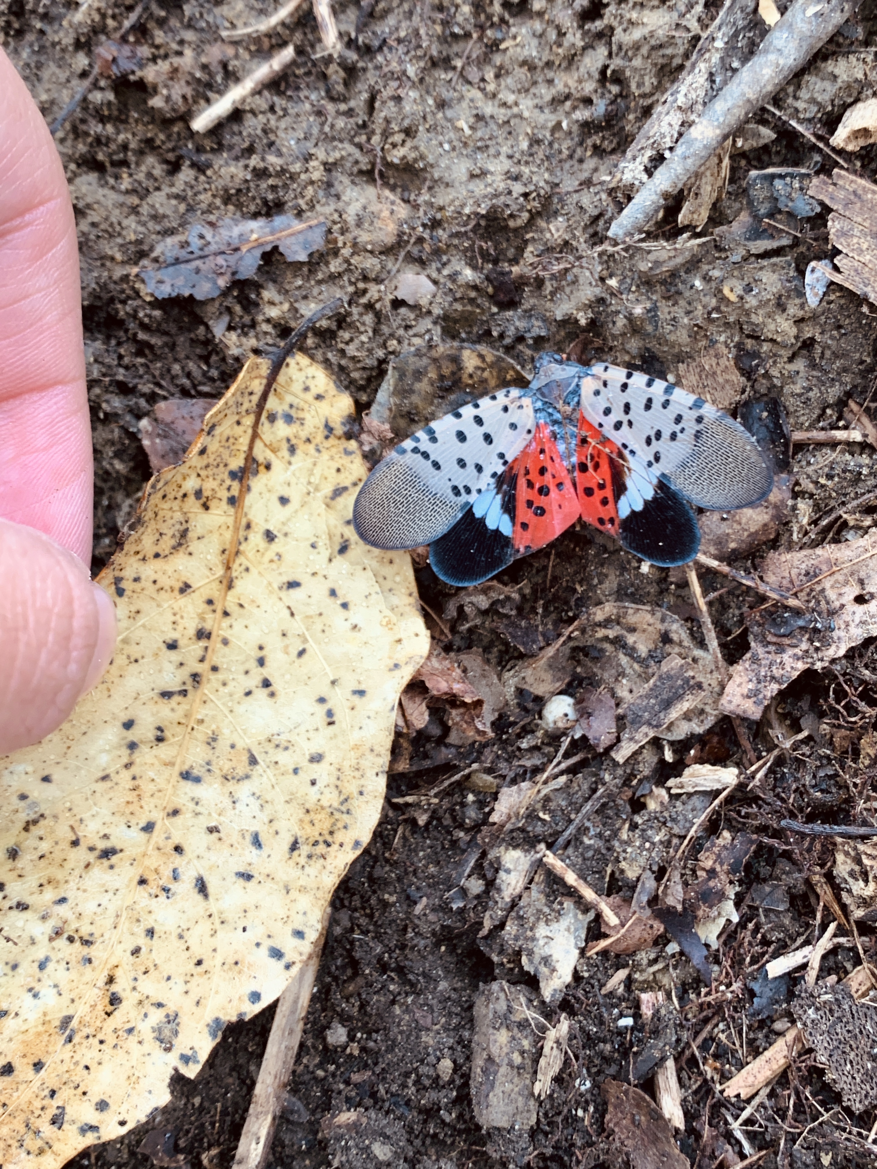 slf-bug
