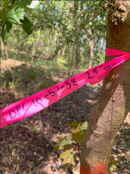 tree-tag
